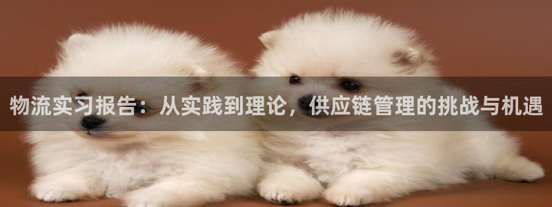 多多28哪个最赚钱：物流实习报告：从