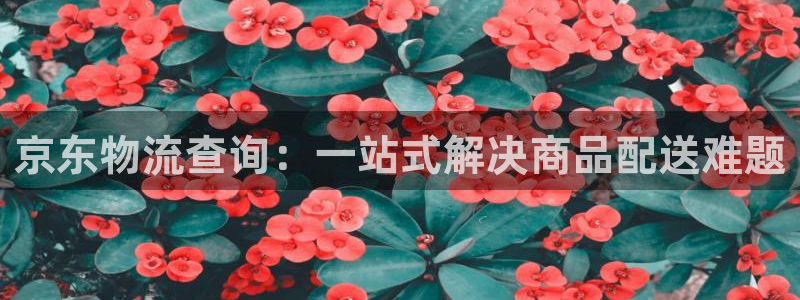 加拿大多多28是什么：京东物流查询：